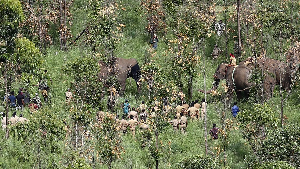 Tusker Arikompan caught, to be released in Periyar sanctuary