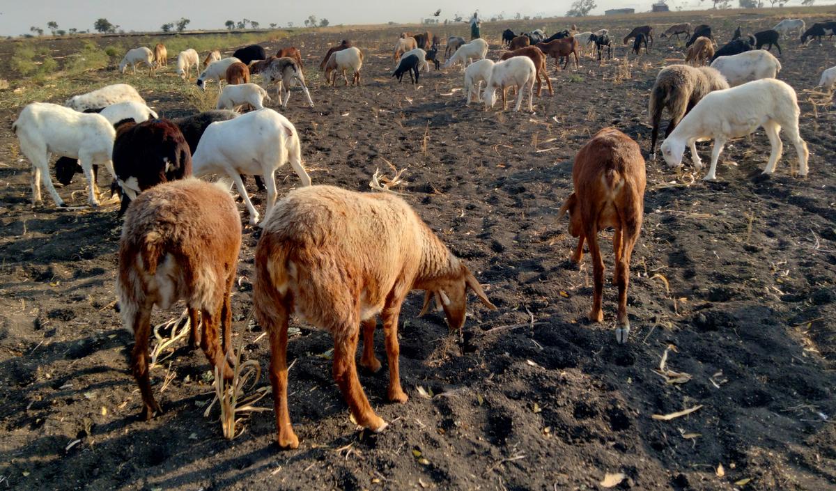 Shepherding: adding to the informal farm economy of North Karnataka ...