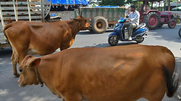 Loitering stray cattle a growing concern on the roads of Puducherry