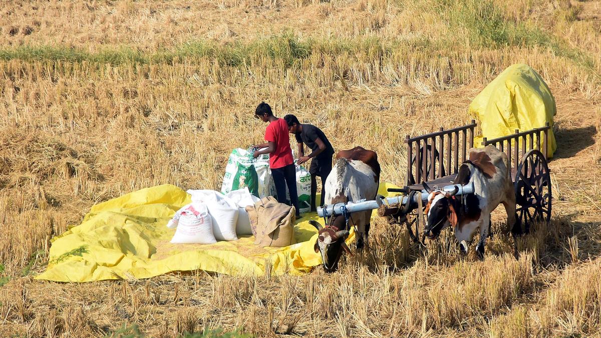 Telangana procures record 70.82LT paddy produced this Kharif season