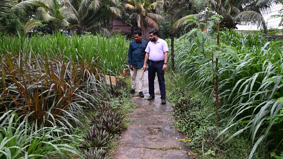 The Fodder Grass Museum in Thiruvananthapuram showcases different varieties of fodder grass and fodder crops