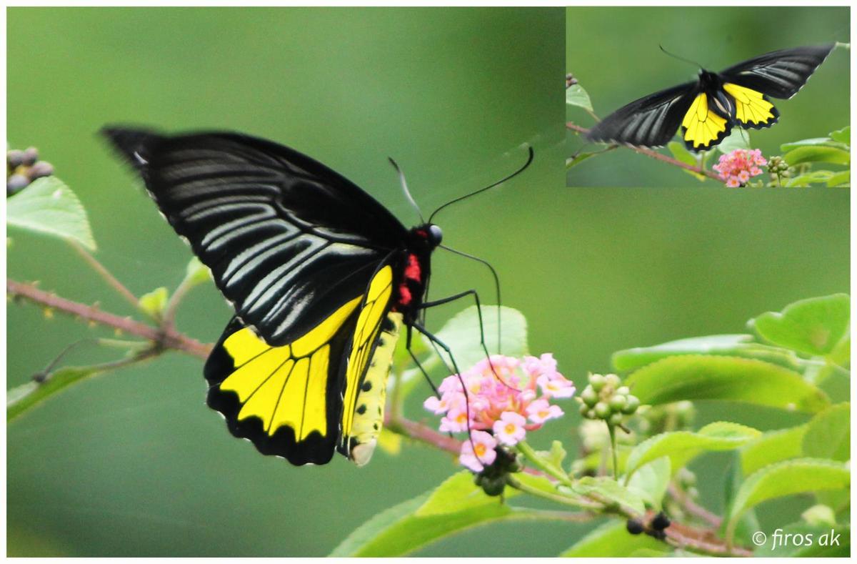 Southern Birdwing. 