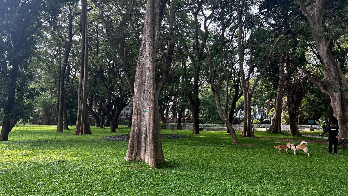 Canines at Cubbon: Bengaluru’s Favourite Dog Park  
Premium