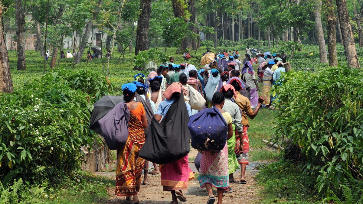 Lok Sabha polls | Tea and identity politics dominate the first phase of elections in West Bengal