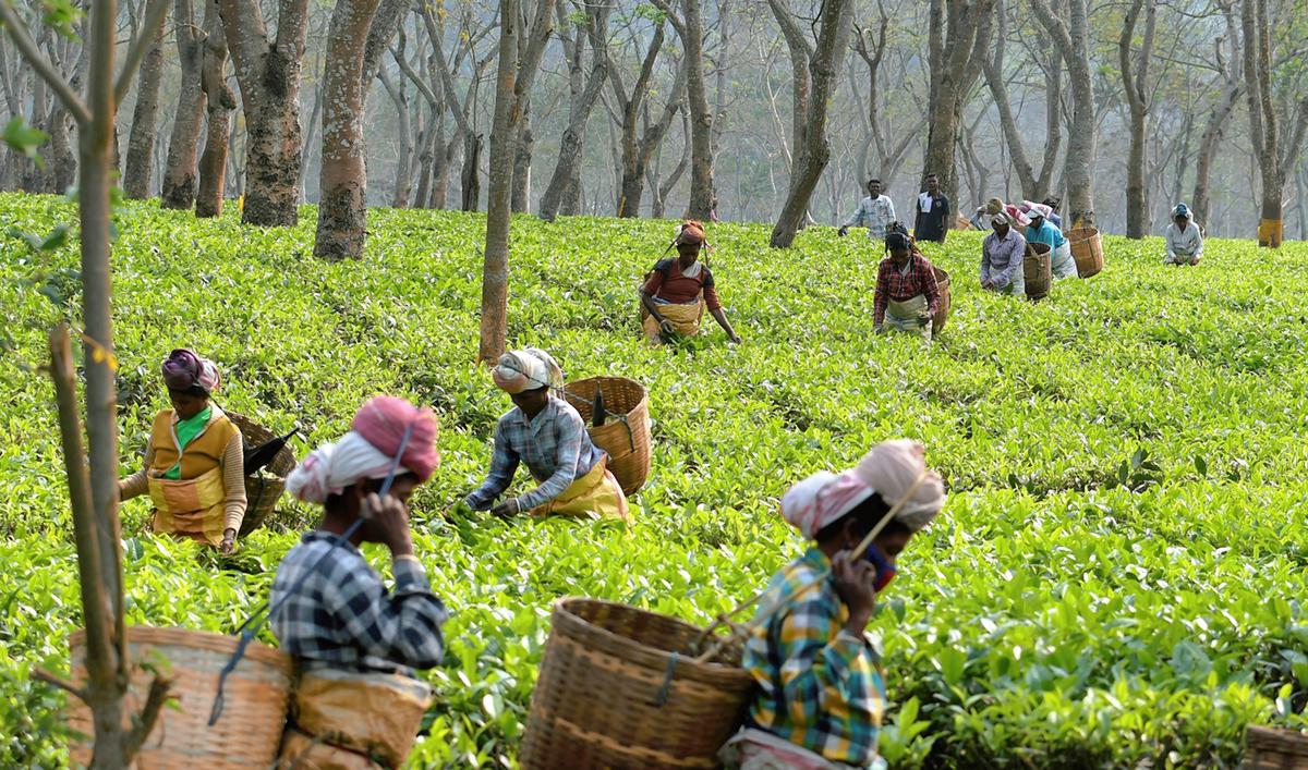 Assam small tea growers resent hike in workers' wages - The Hindu