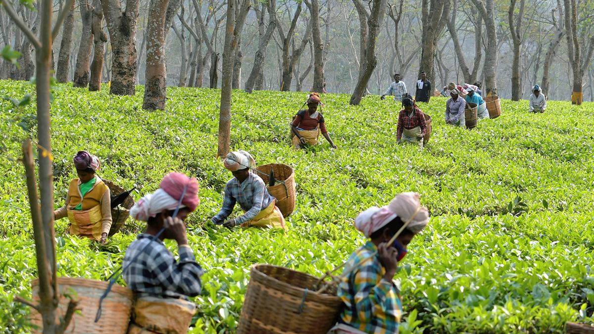 Assam small tea growers resent hike in workers’ wages