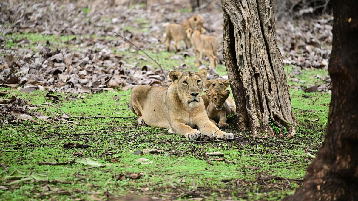 Gir lion cub deaths linked to suspected Babesia infection, Gujarat rules out outbreak