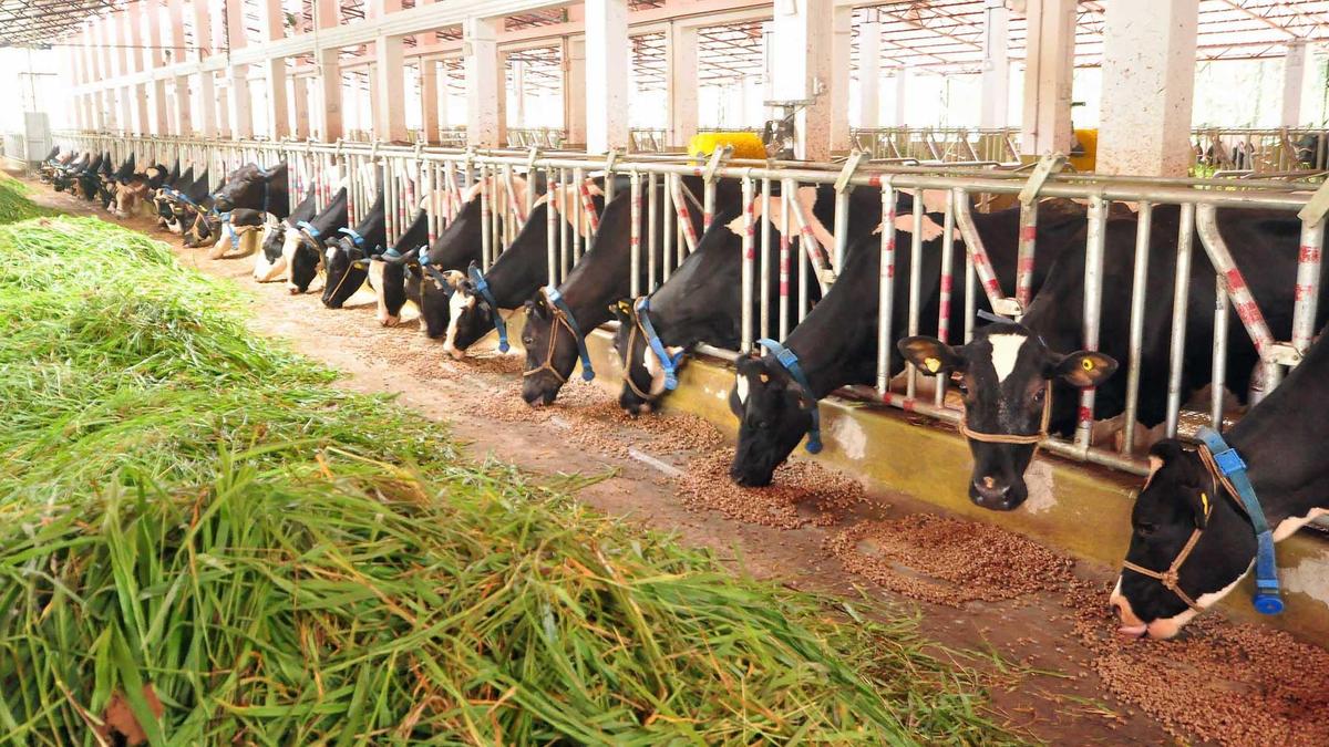 KLDB to establish high-tech research centre for livestock innovation