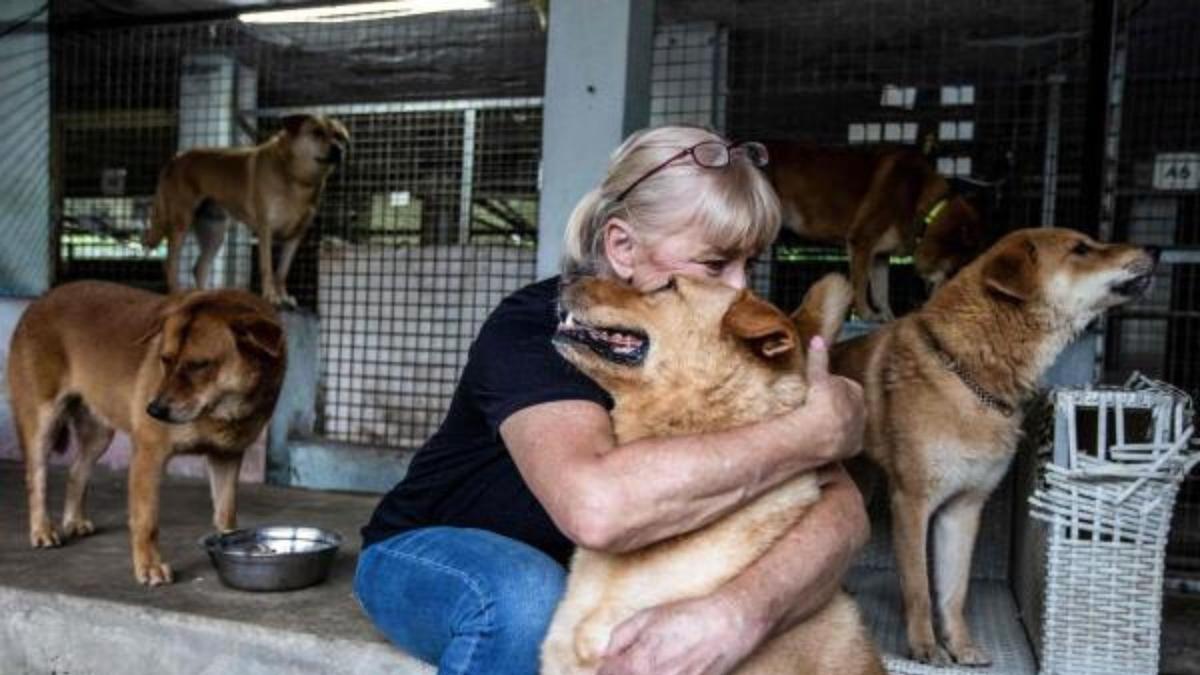 Watch | Why are many Hong Kongers letting go of their pets?