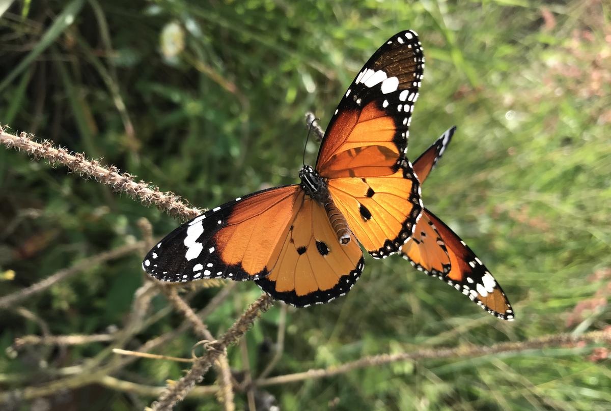 8 671 butterflies released in BBP s Butterfly Park Breeding Centre