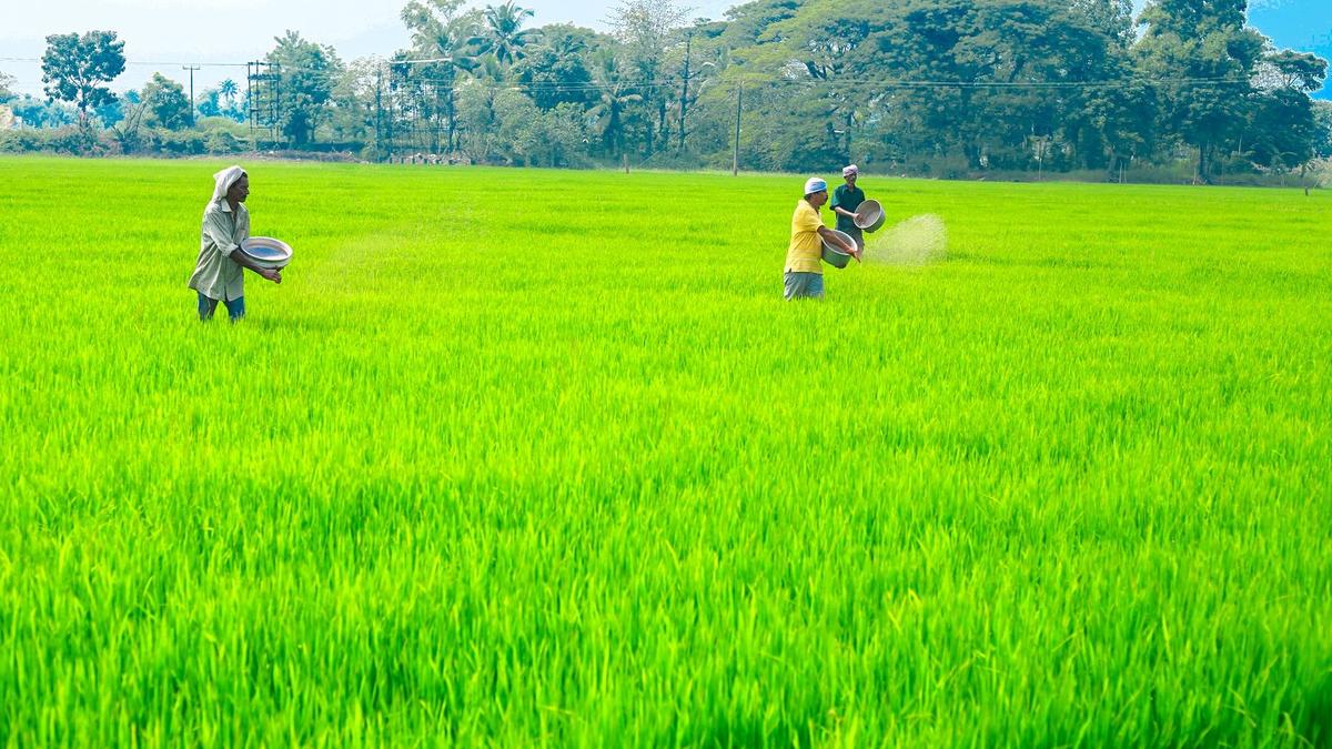 Soil tests in Kuttanad paddy fields show aluminium levels 39 to 165 times above safe limits