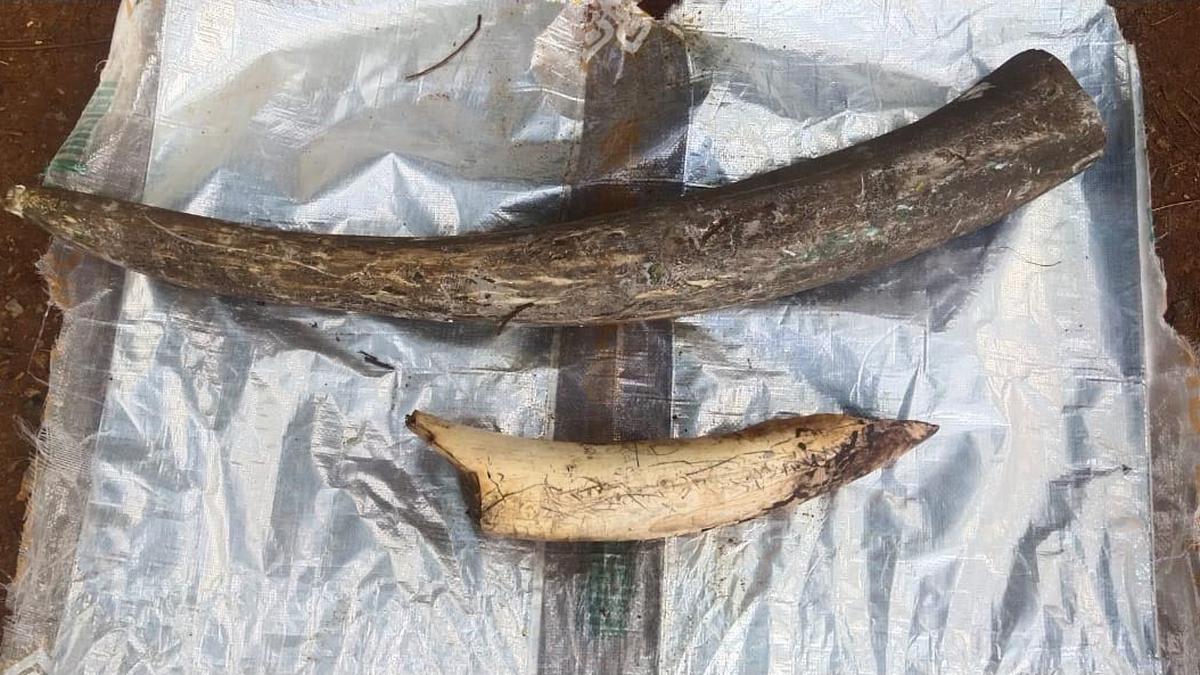 Eight including Forest Dept.’s anti-poaching watcher arrested for attempting to sell tusk