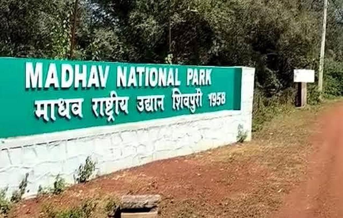 Madhav Tiger Reserve is Madhya Pradesh’s 9th Tiger Reserve. Photo: X/@byadavbjp