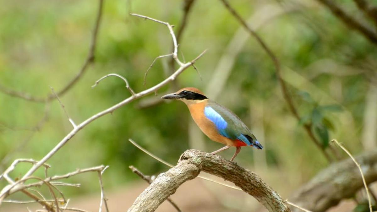 First-ever census finds 179 mangrove pitta birds in two coastal Odisha districts