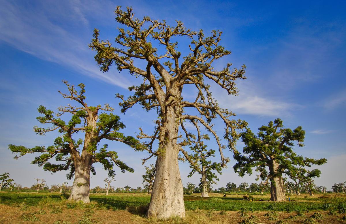 The Baobab trees of Senegal