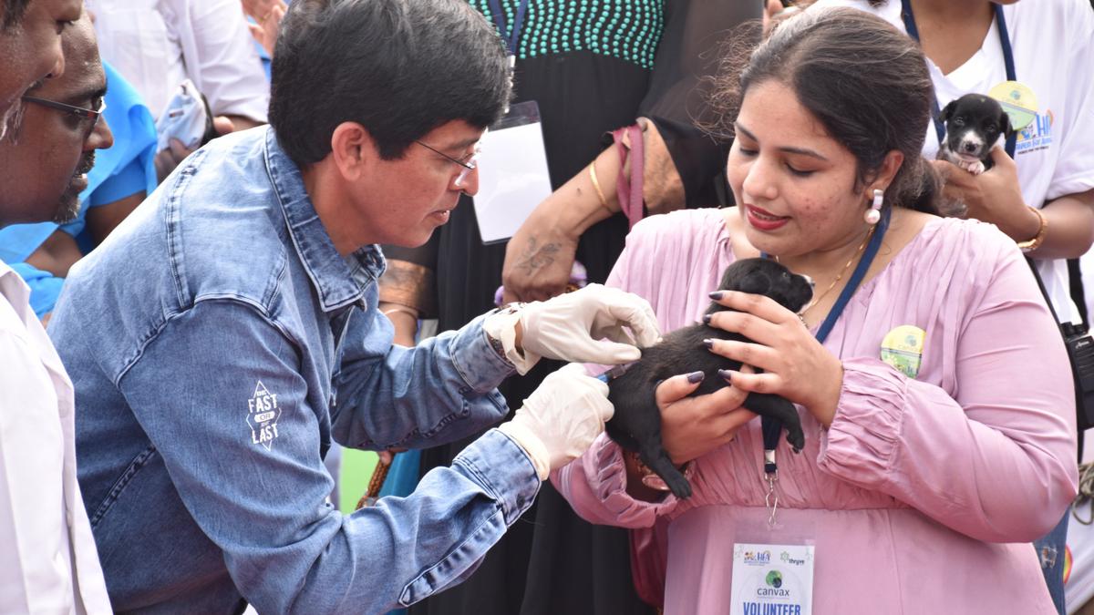 Chennai Corporation organises community animal vaccination drive