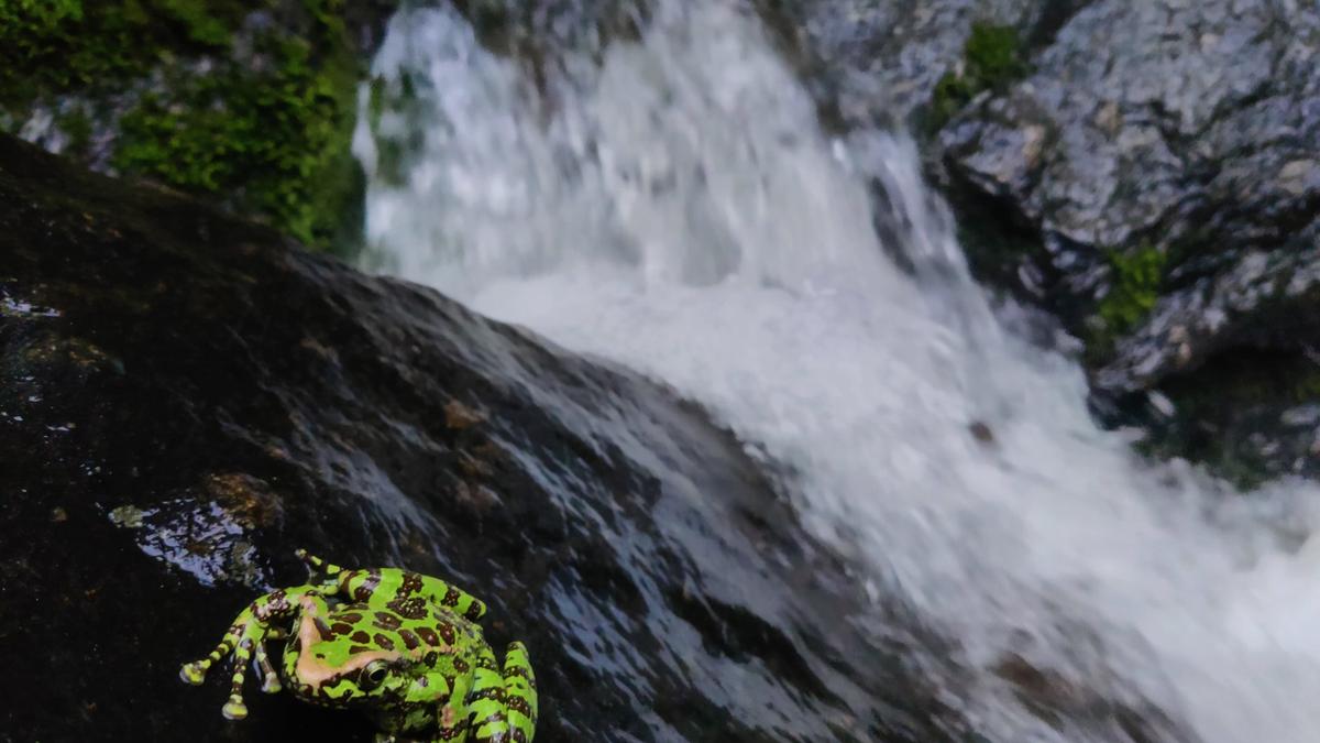 Assam cascade frog test for Himachal stream water flow impact