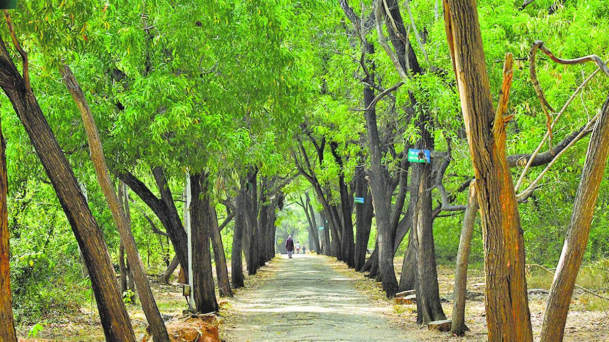 Govt links green credits for tree plantation to survival, canopy cover