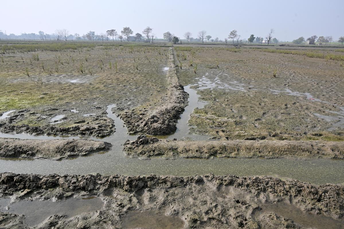 A field affected by floodwaters in Rajli village of Hisar, Haryana.