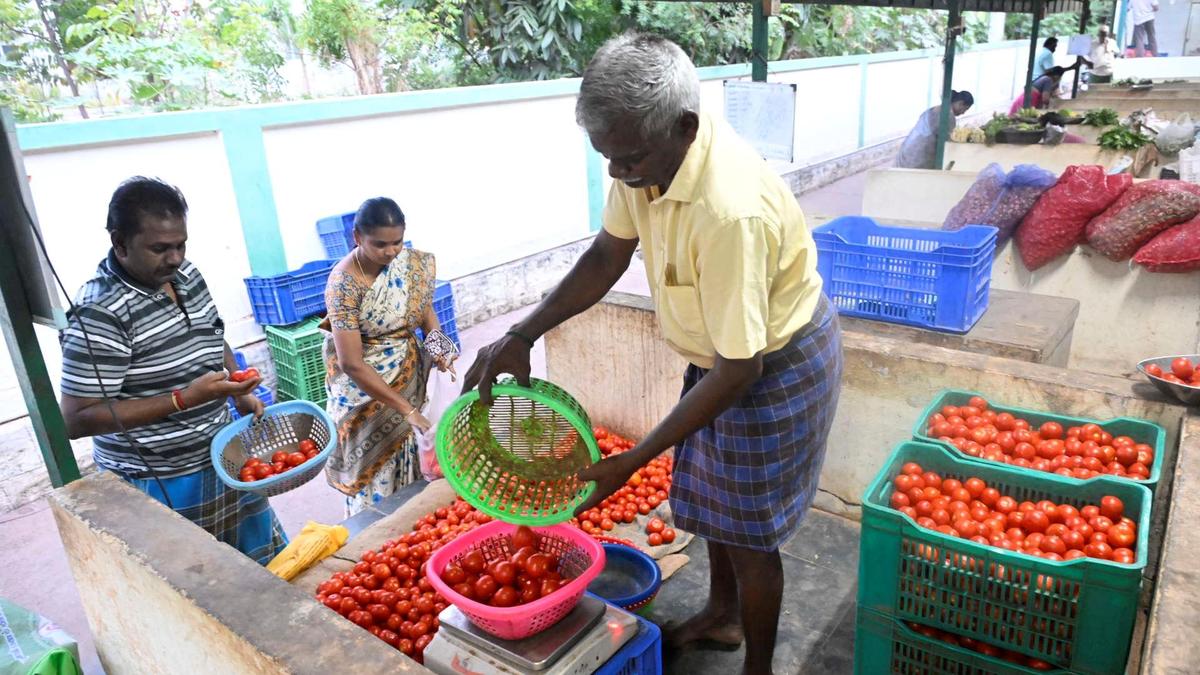 Tomato prices rise in Erode amid fall in arrivals