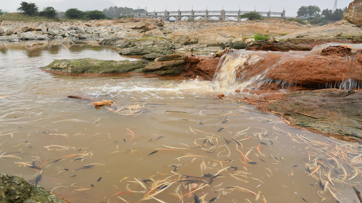 Hundreds of fishes found dead in River Cauvery
