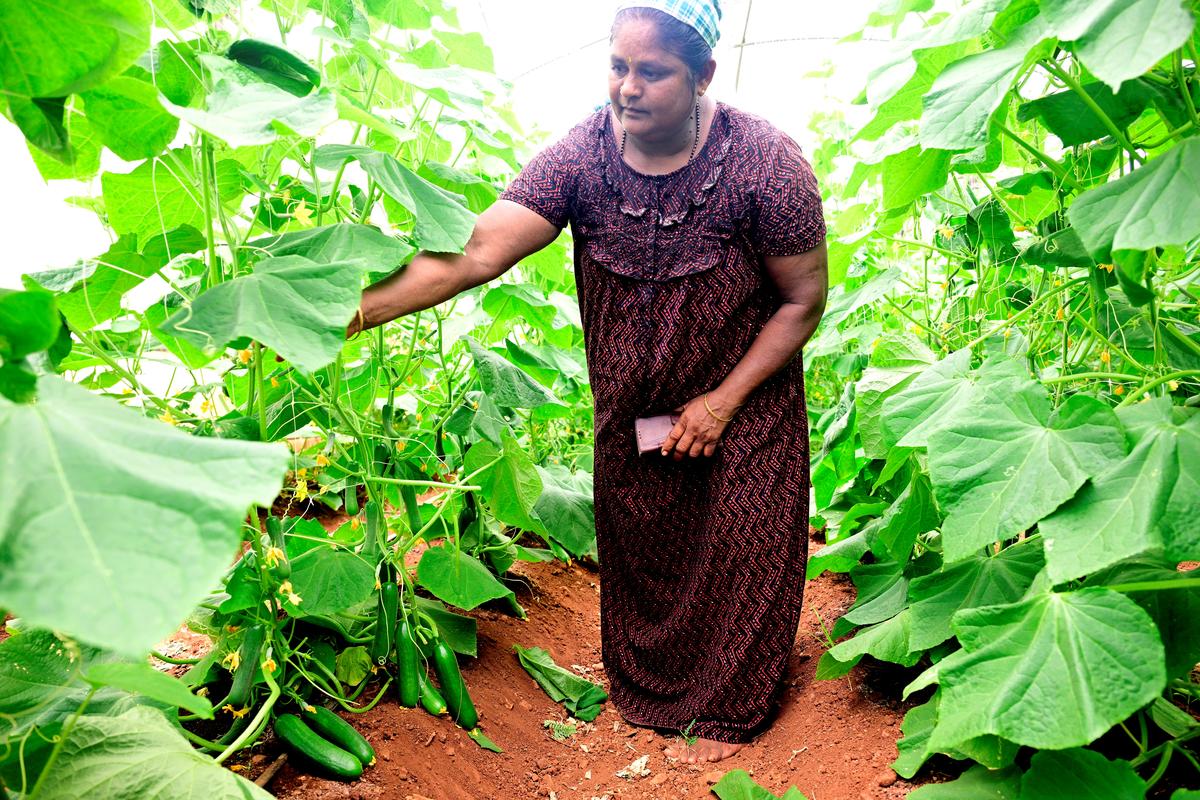 Farmer G. Muthulakshmi showing the English cucumbers, at her poly house  near Reddiyarchathiram in Dindigul district.