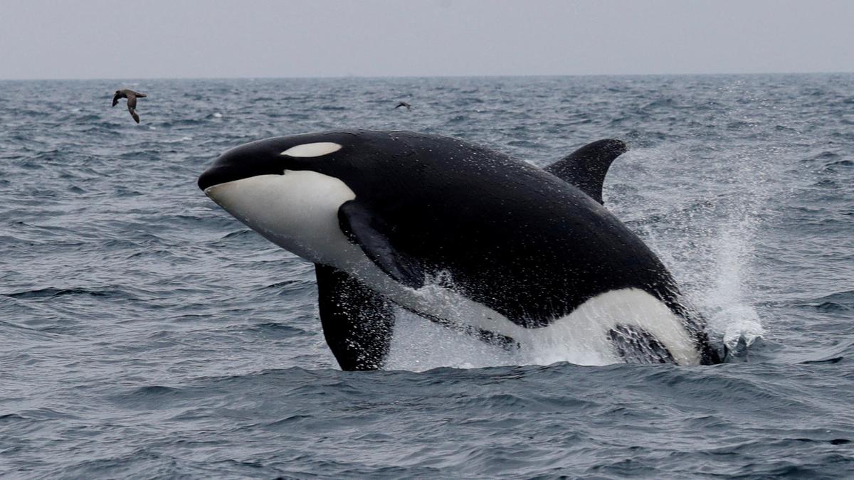 For toothed whales, sound production is all in the nose