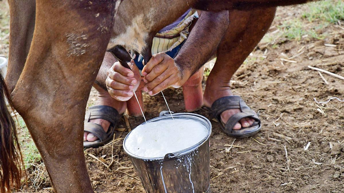 Dairy, agriculture impede India-U.S. bilateral trade deal