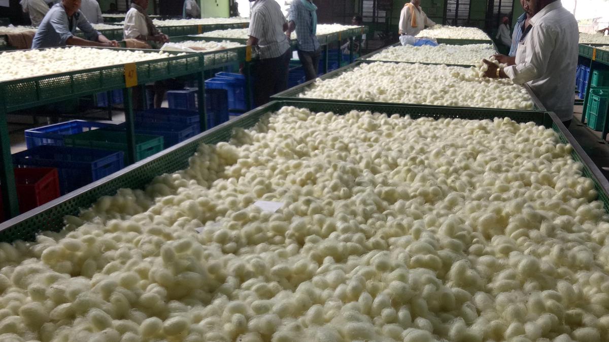 Karnataka govt. increases incentive for bivoltine cocoon growers from to ₹30 per kg
