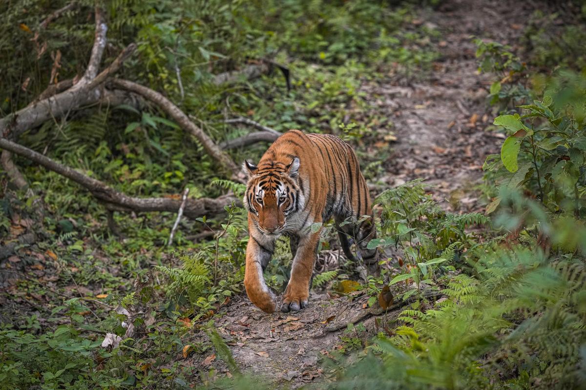 A Royal Bengal tiger walks inside the Kaziranga National Park in Kaziranga, India. 