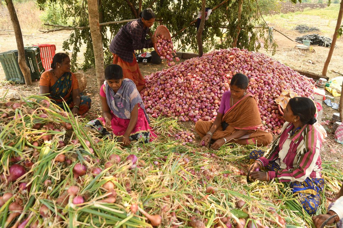 NCCF procures 2,826 tonnes of onion from farmers for buffer stock; to scale  up buying in coming days - The Hindu