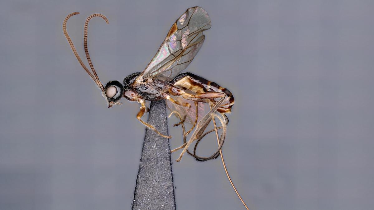 New genus of parasitoid wasp dedicated to ATREE - The Hindu