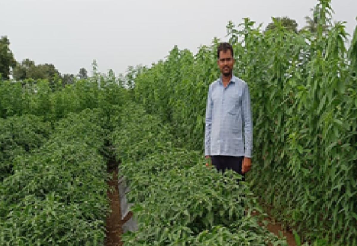 विदर्भ क्षेत्र के छह जिलों में एक प्रयोग किया गया है, जहां कृषि संकट के बाद किसानों की आत्महत्याओं की एक श्रृंखला देखी गई थी, अब इसकी सफलता के बाद इसे पूरे राज्य में विस्तारित किया जा रहा है।