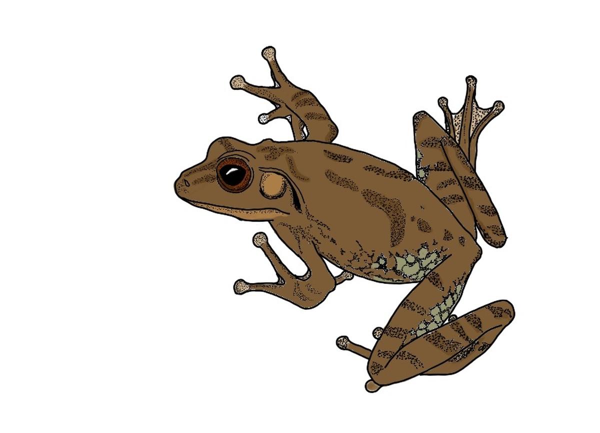 The Hoppy Frog, which was launched in 2024. The Hoppy Frog, which was launched in 2024.