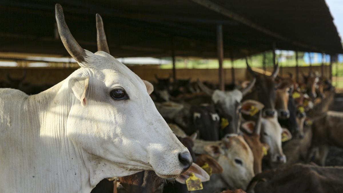 Cow economics | Review of ‘Choice’ by Neel Mukherjee, a critique of the literary-industrial complex and exploring themes of economic choice