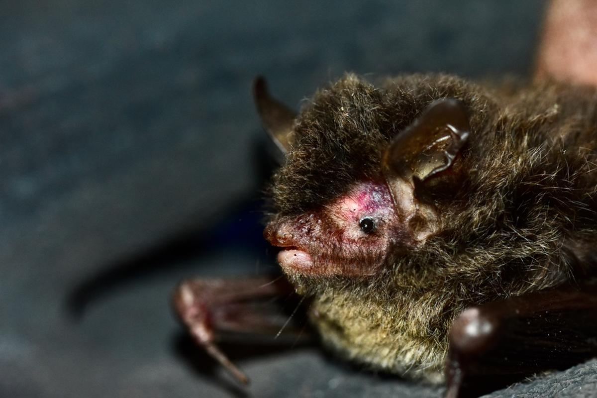 Novo-vědecký himálajský dlouhosrstý myotis zaznamenaný z Uttarakhandu. Novo-vědecký himálajský dlouhosrstý myotis zaznamenaný z Uttarakhandu.