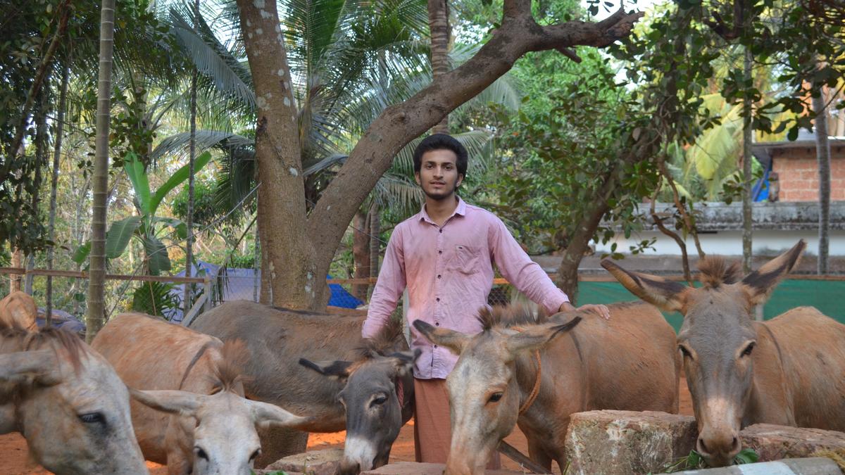 Making miracles out of donkey farm