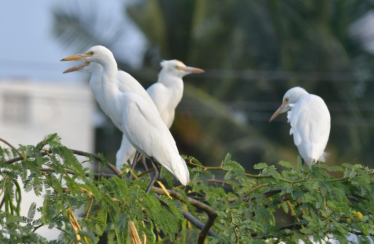Cattle egrets resting on top of a tree during a windy morning in Dindigul, Tamil Nadu.