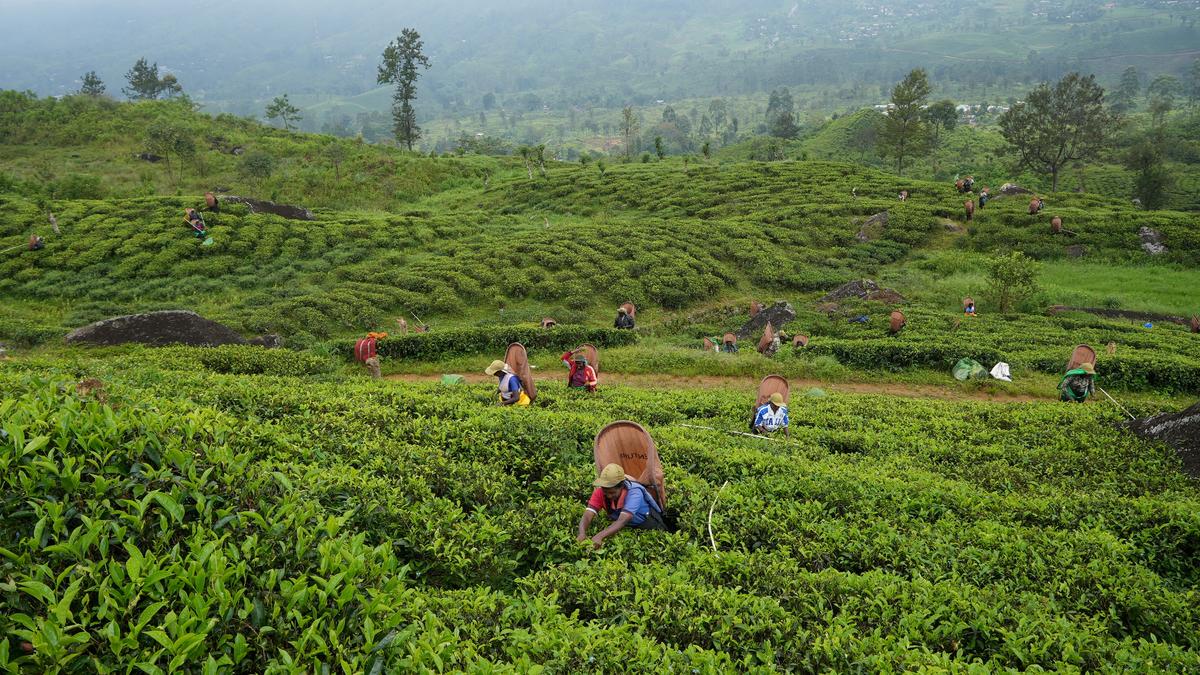 Not in favour of genetically modified tea, says Asia Tea Alliance