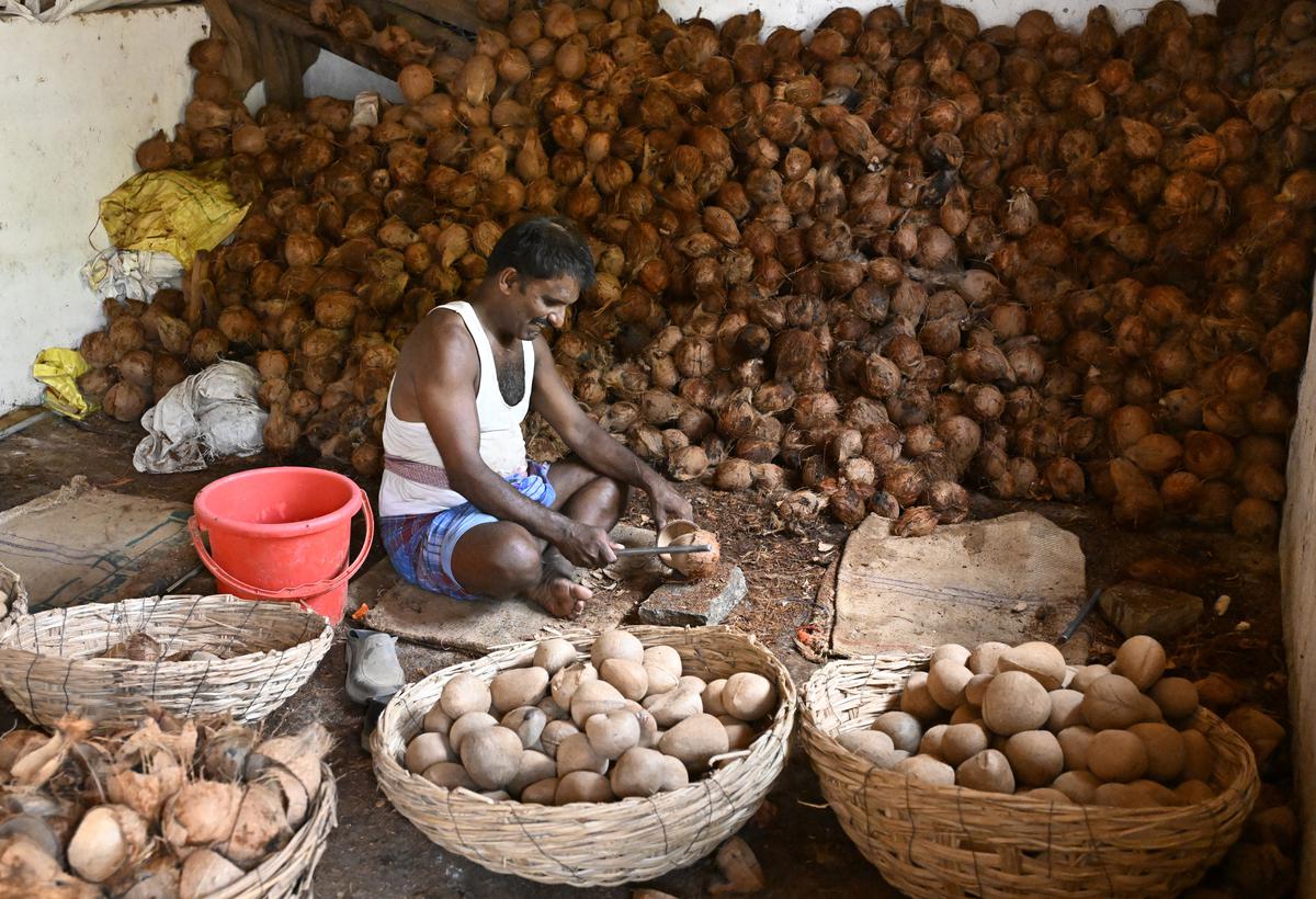 A farmer peeling copra from the shell at Tiptur, in Tumakuru district of Karnataka.  