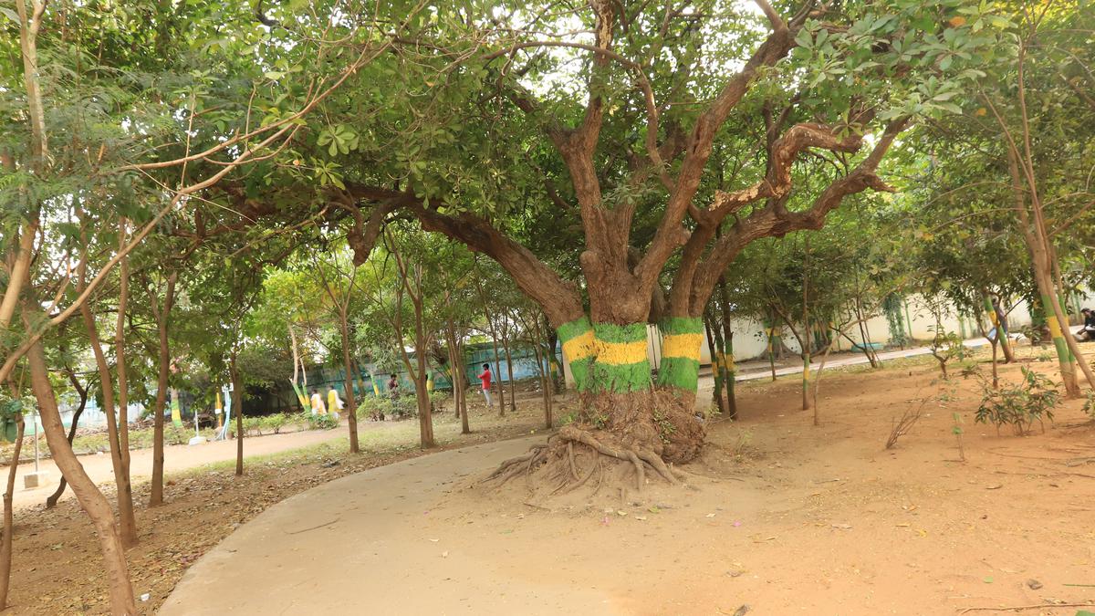 A freshwater mangrove tree lives on at a popular park near Cooum river in Chennai underlining the area’s natural history