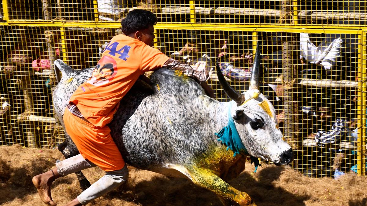 In Pictures: Bravehearts in pursuit of raging 'jallikattu' bulls