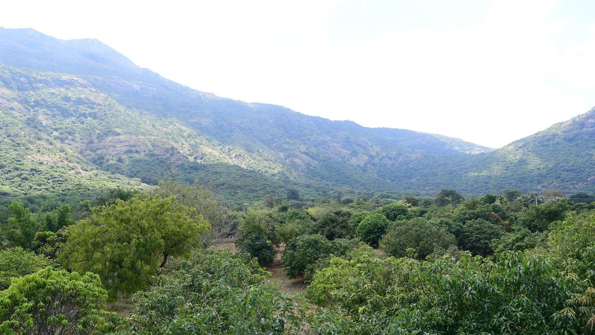Roads laid flouting forest rules in Srivilliputhur–Meghamalai Tiger Reserve