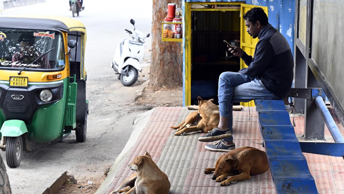 Bengaluru civic bodies mull stricter target-based surgeries, accountability to strengthen ABC programme