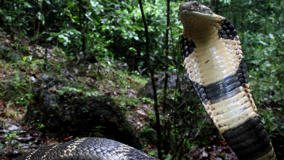 ‘I wanted every Kannadiga to feel proud of the king cobra’