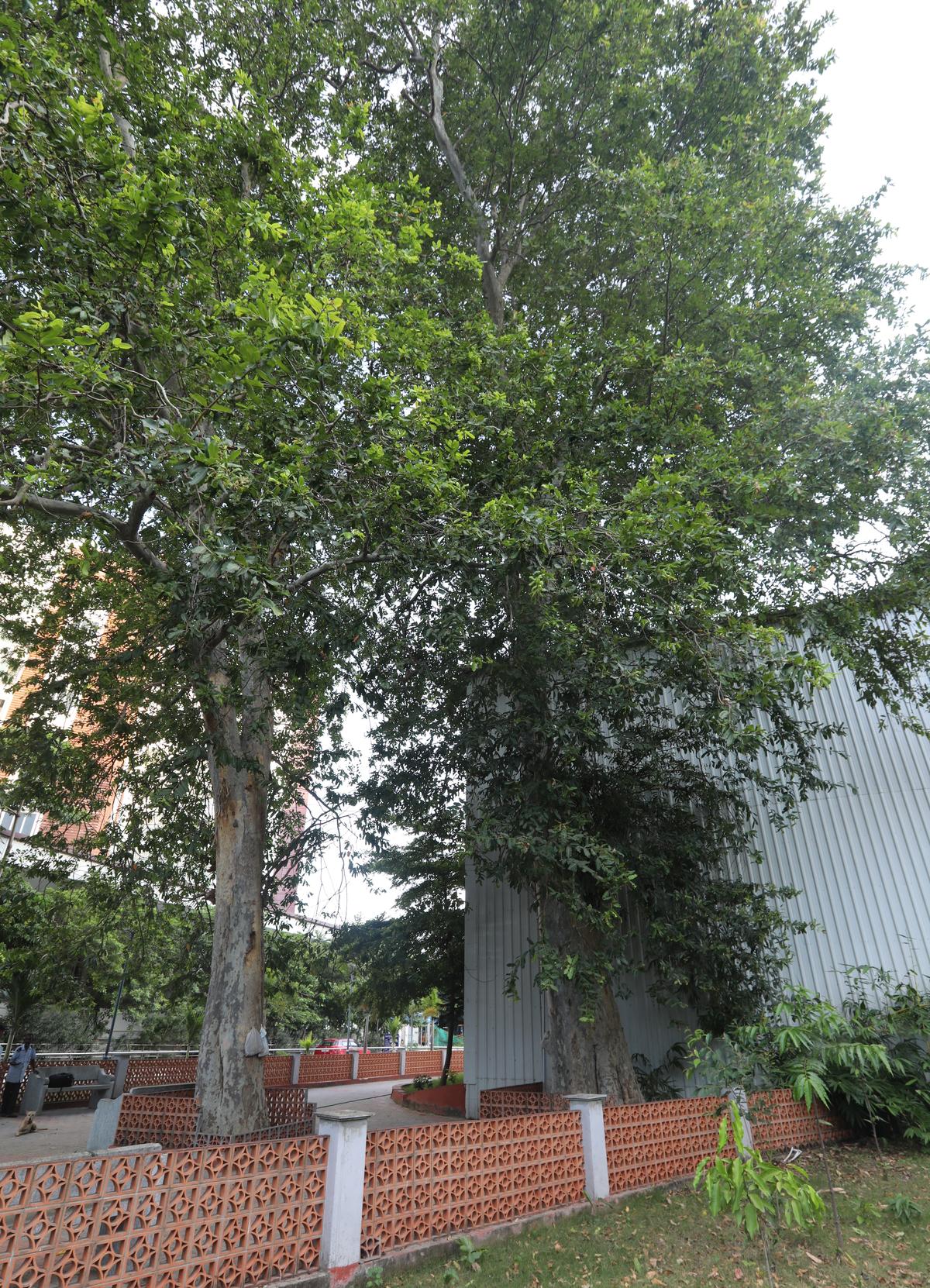 Twin Terminalia arjuna trees at the park that is integral to the MLAs hostel off Wallajah Salai, on August 5, 2025. Photos: Prince Frederick  