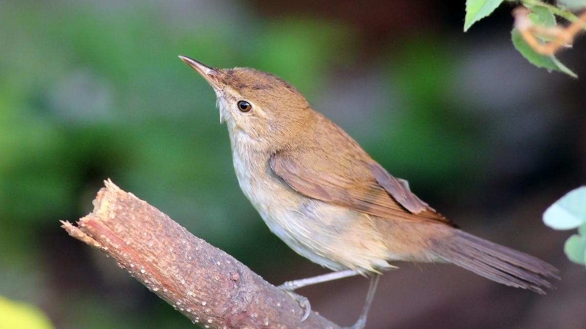 How persistent patch birding placed an obscure lake in Chennai on a citizen science map