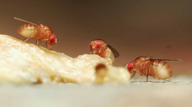 Fruit fly can be an alternative animal model for research related to bowel diseases, say Mangalore University researchers
