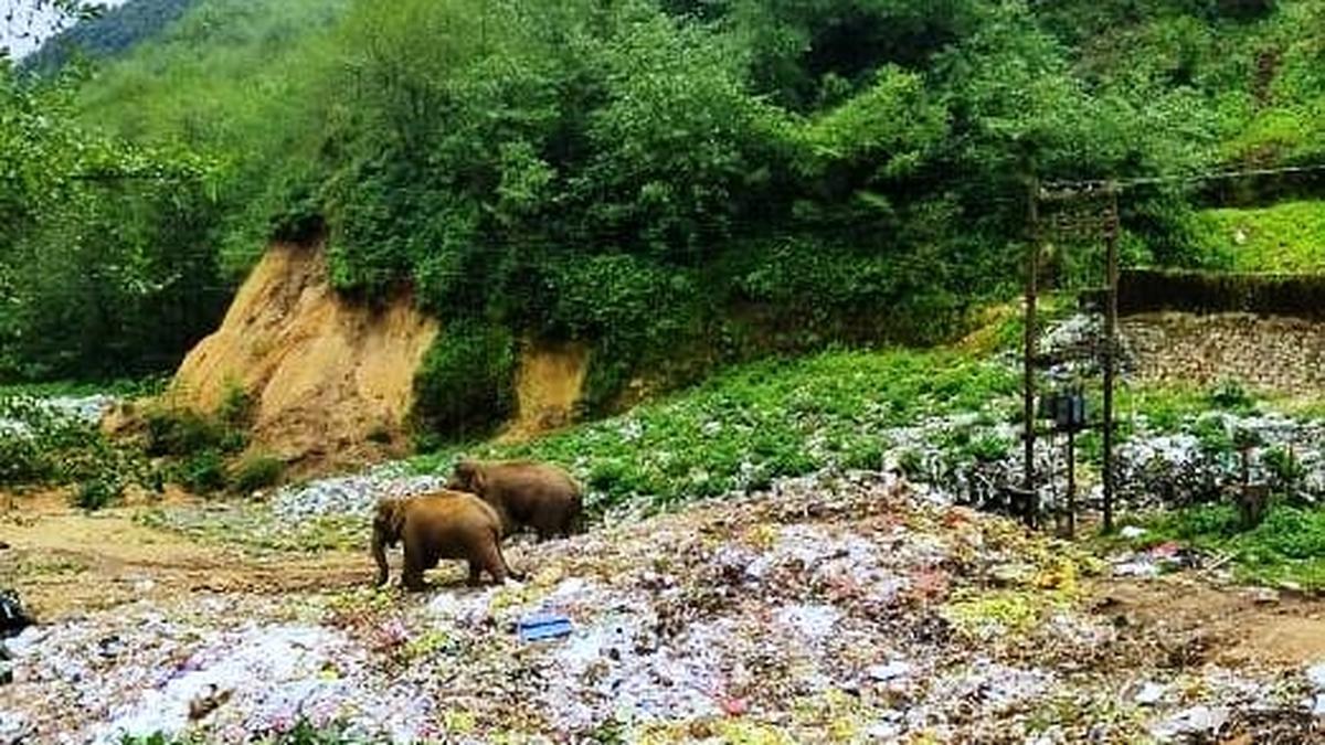 Two workers of waste dumping yard at Munnar injured in wild elephant attack