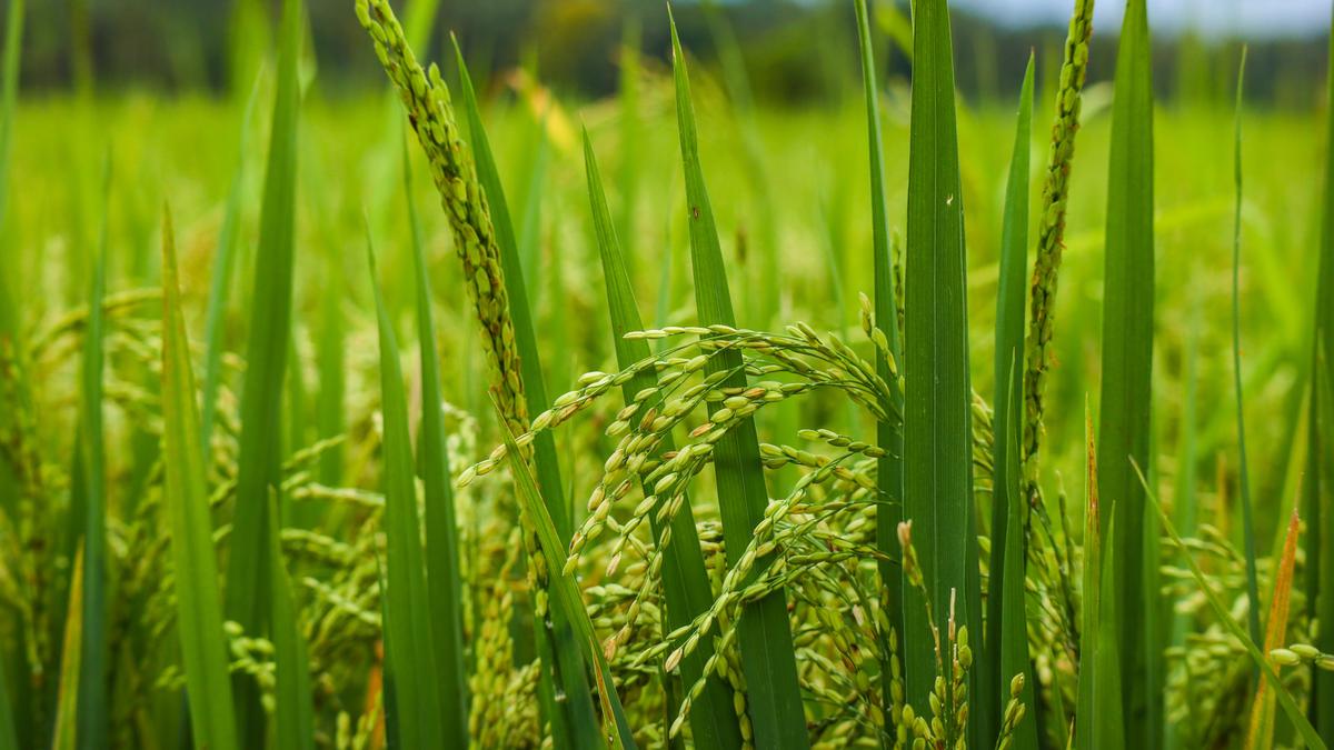 Centre projects record production of rice